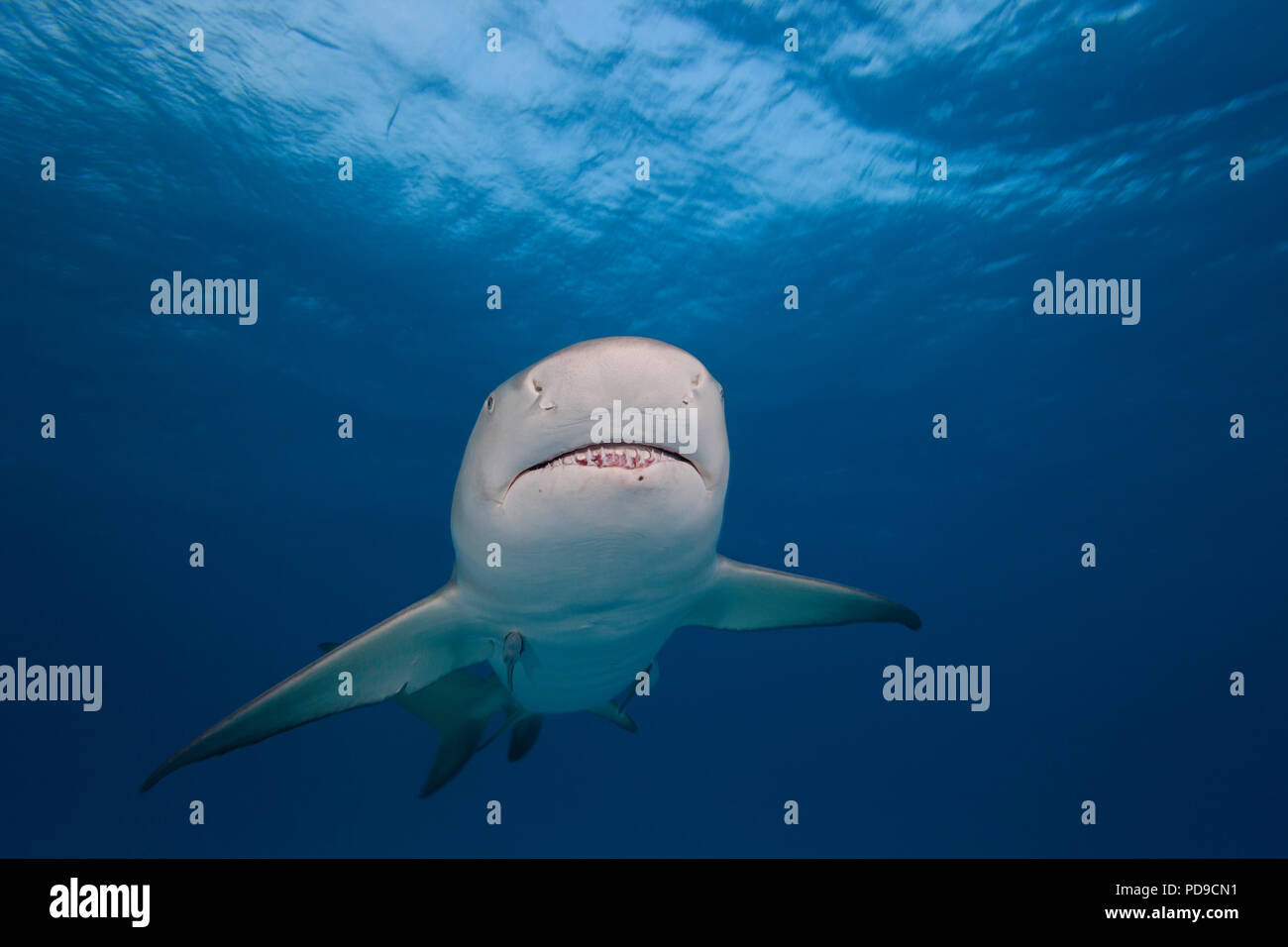 Le requin, Negaprion brevirostris, sous l'eau, extrémité ouest, Grand Bahamas, Océan Atlantique. Banque D'Images