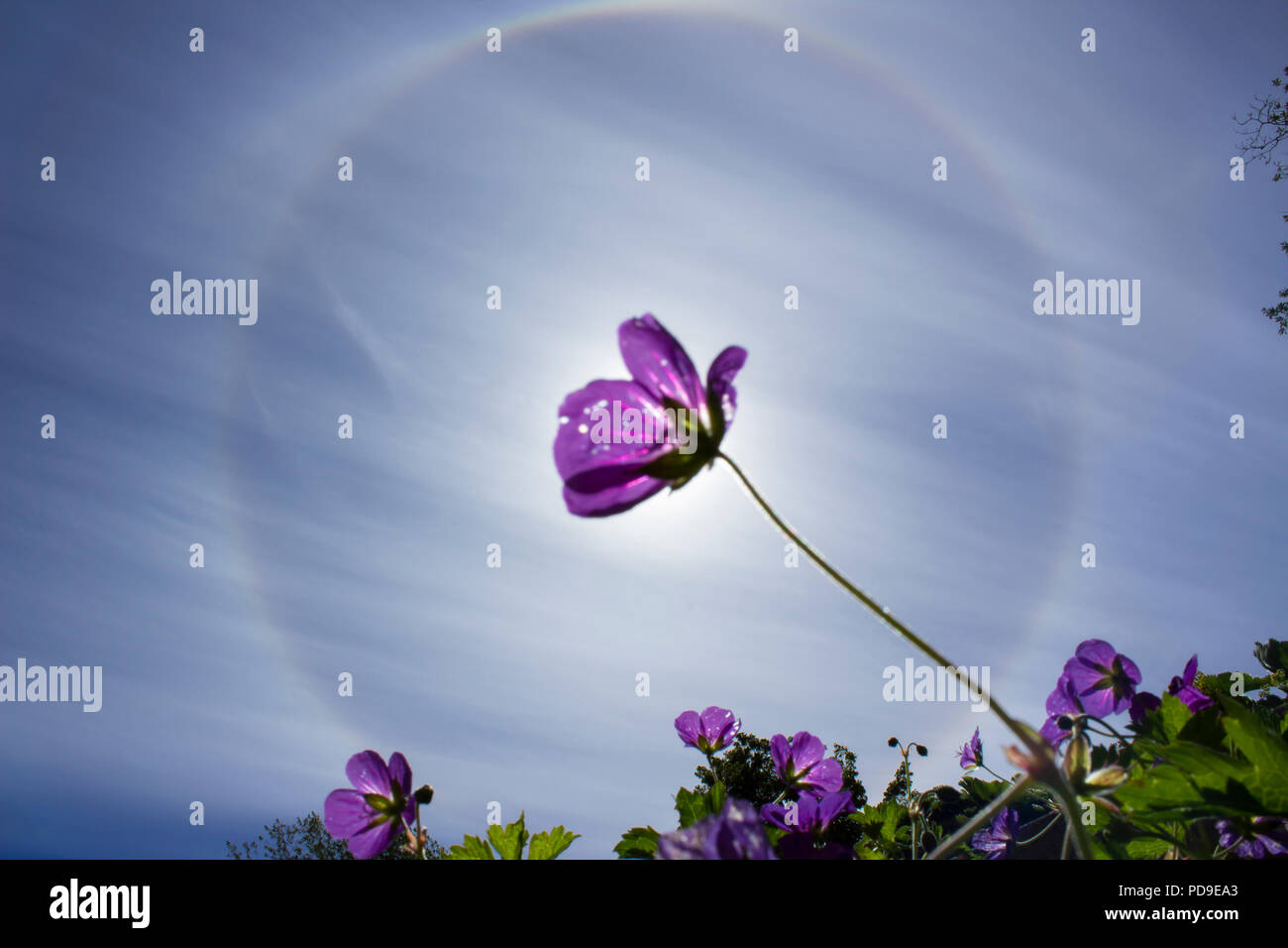 Stockholm, Suède - 6 août 2018 : arc-en-ciel circulaire autour du soleil qui est bloqué par une fleur violette. Plus de fleurs et de feuilles vertes ci-dessous. Banque D'Images