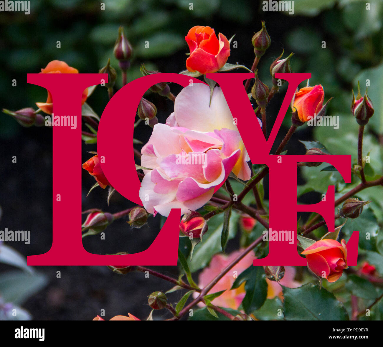 Close-up de la délicate rose et orange rose fleurs dans un jardin en plein soleil avec spatial, Interwoven rouge un mot 'Amour'. Banque D'Images