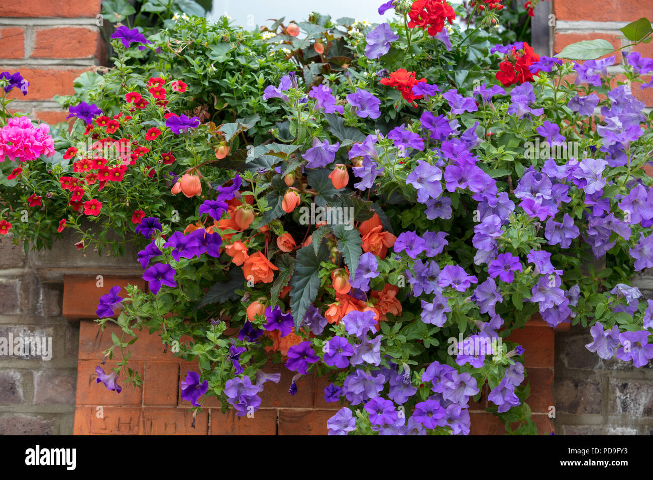 Fenêtre avec fleurs et plantes d'été vues à Londres, Royaume-Uni Banque D'Images