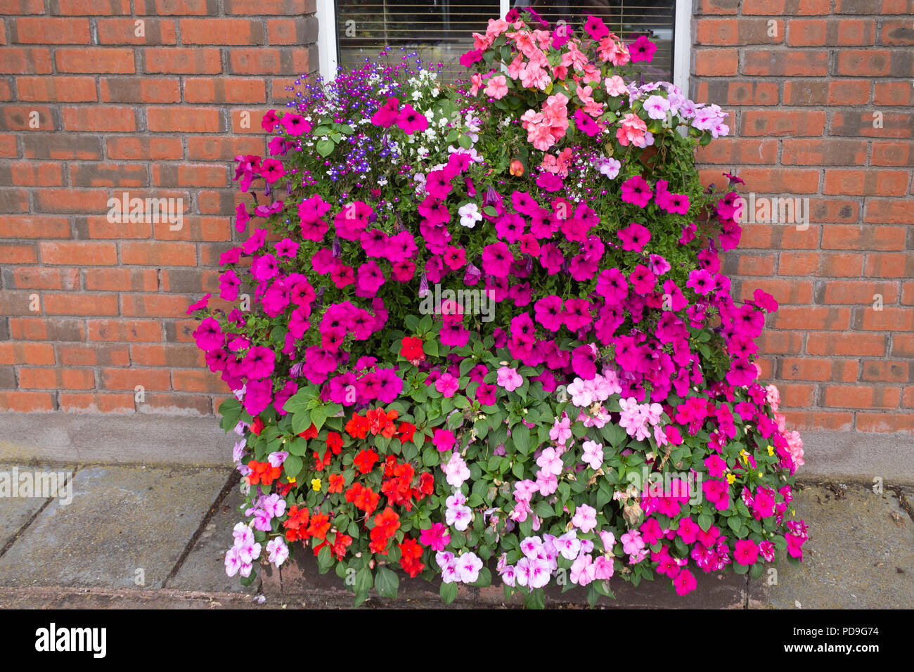 Fleurs d'été dynamique dans un panier suspendu sur un mur de briques. Banque D'Images