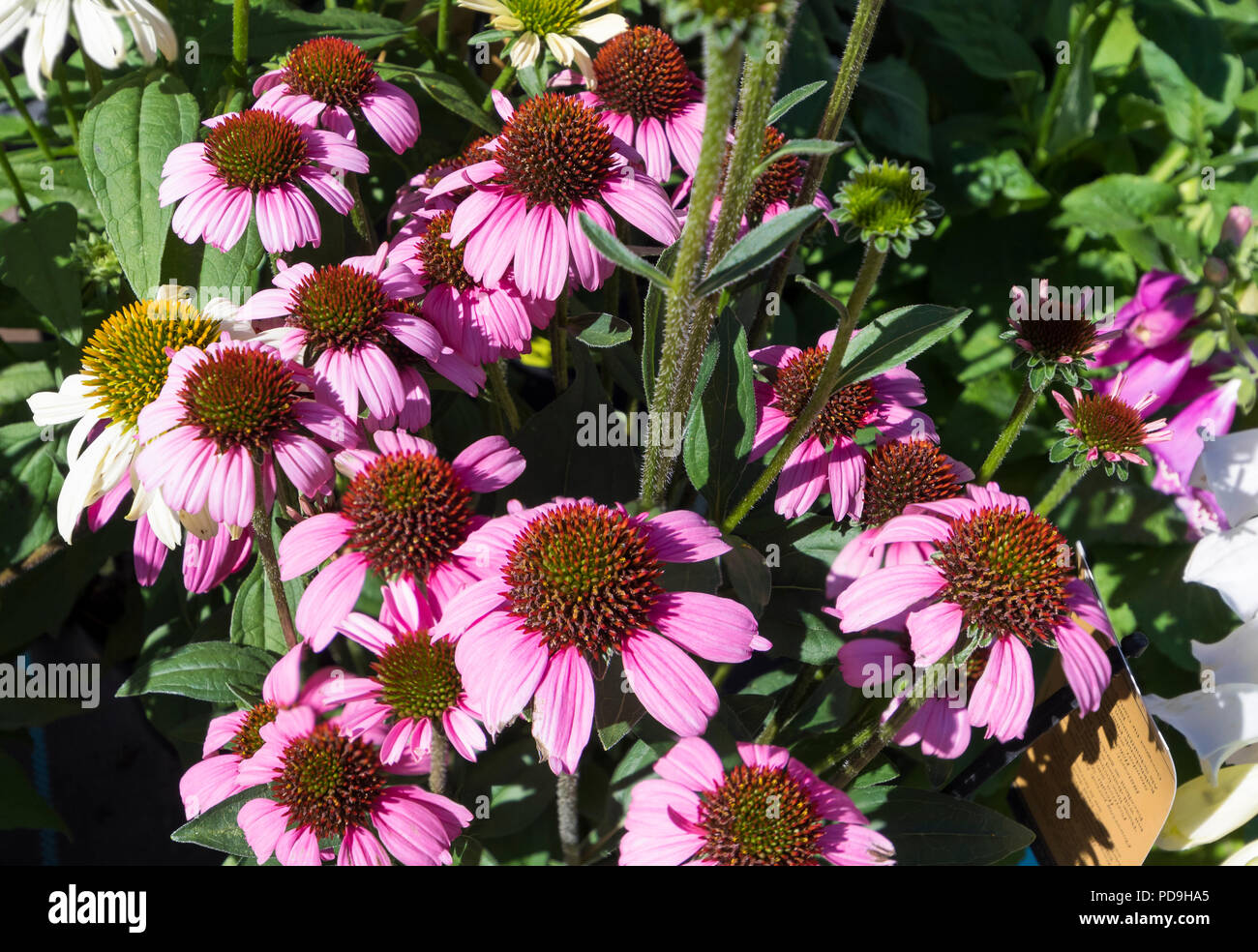 Échinacée rose 'Summer Bonheur' des fleurs en été (août) dans le West Sussex, Angleterre, Royaume-Uni. Banque D'Images