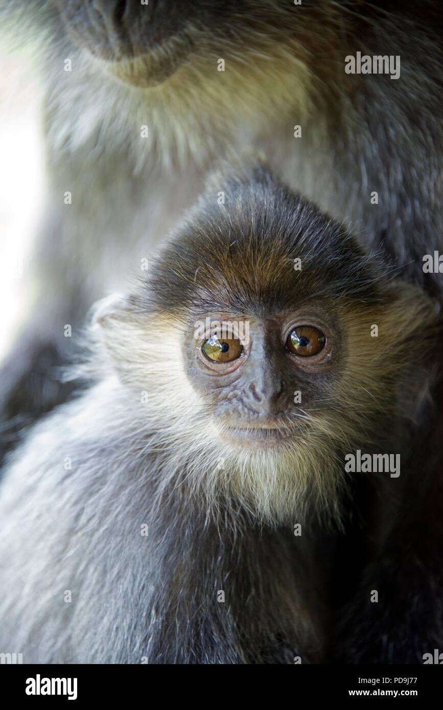 Close-up baby Silver Leaf monkey Labuk Bay Sabah Bornéo Malaisie Russie Banque D'Images