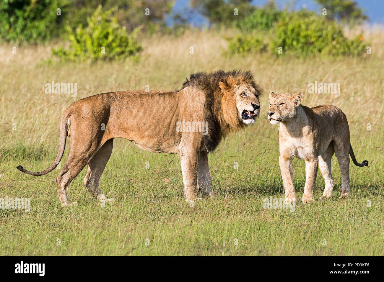 Les lions (Panthera leo), paire d'accouplement, Masai Mara, Kenya, comté de Narok Banque D'Images