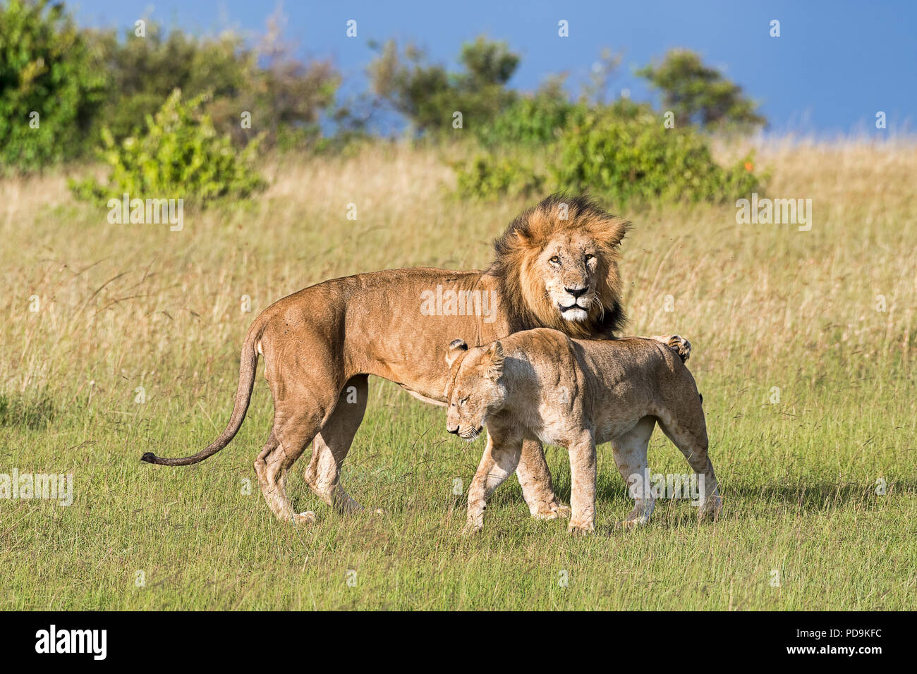 Les lions (Panthera leo), paire d'accouplement, Masai Mara, Kenya, comté de Narok Banque D'Images