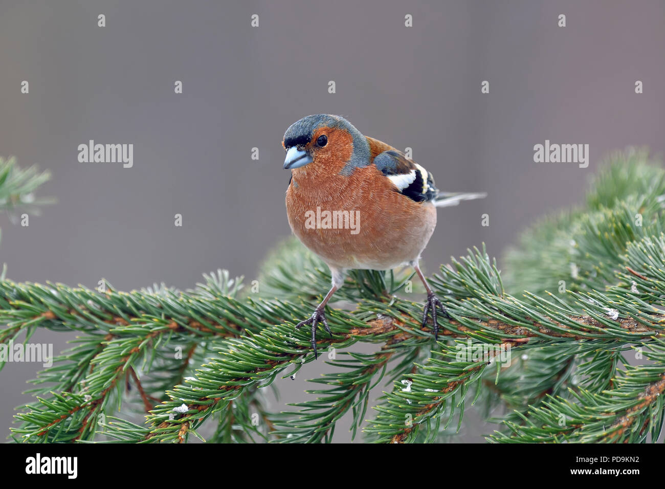 Common Chaffinch (Fringilla coelebs), mâle en plumage nuptial, est assis sur une branche, vue avant, Kuusamo, Finlande Banque D'Images