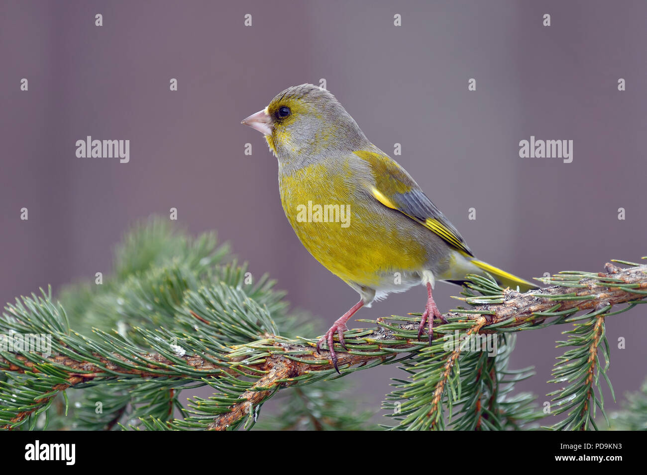 Verdier d'Europe (Chloris chloris), mâle en plumage nuptial, est assis sur une branche, Kuusamo, Finlande Banque D'Images