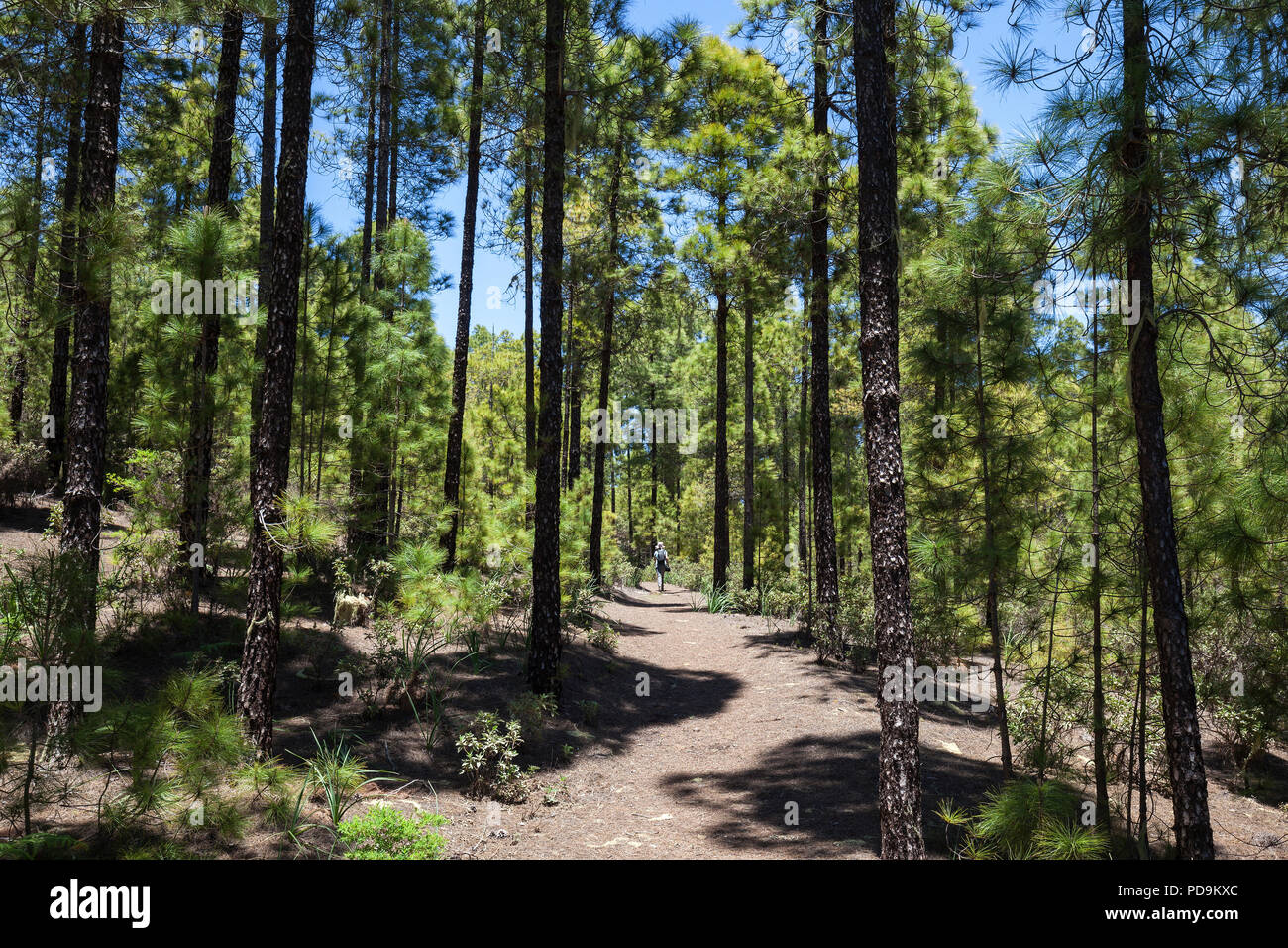 Sentier de randonnée à travers forêt de pins, l'île des pins (Pinus canariensis), Parc Naturel de Tanadaba, Gran Canaria Banque D'Images