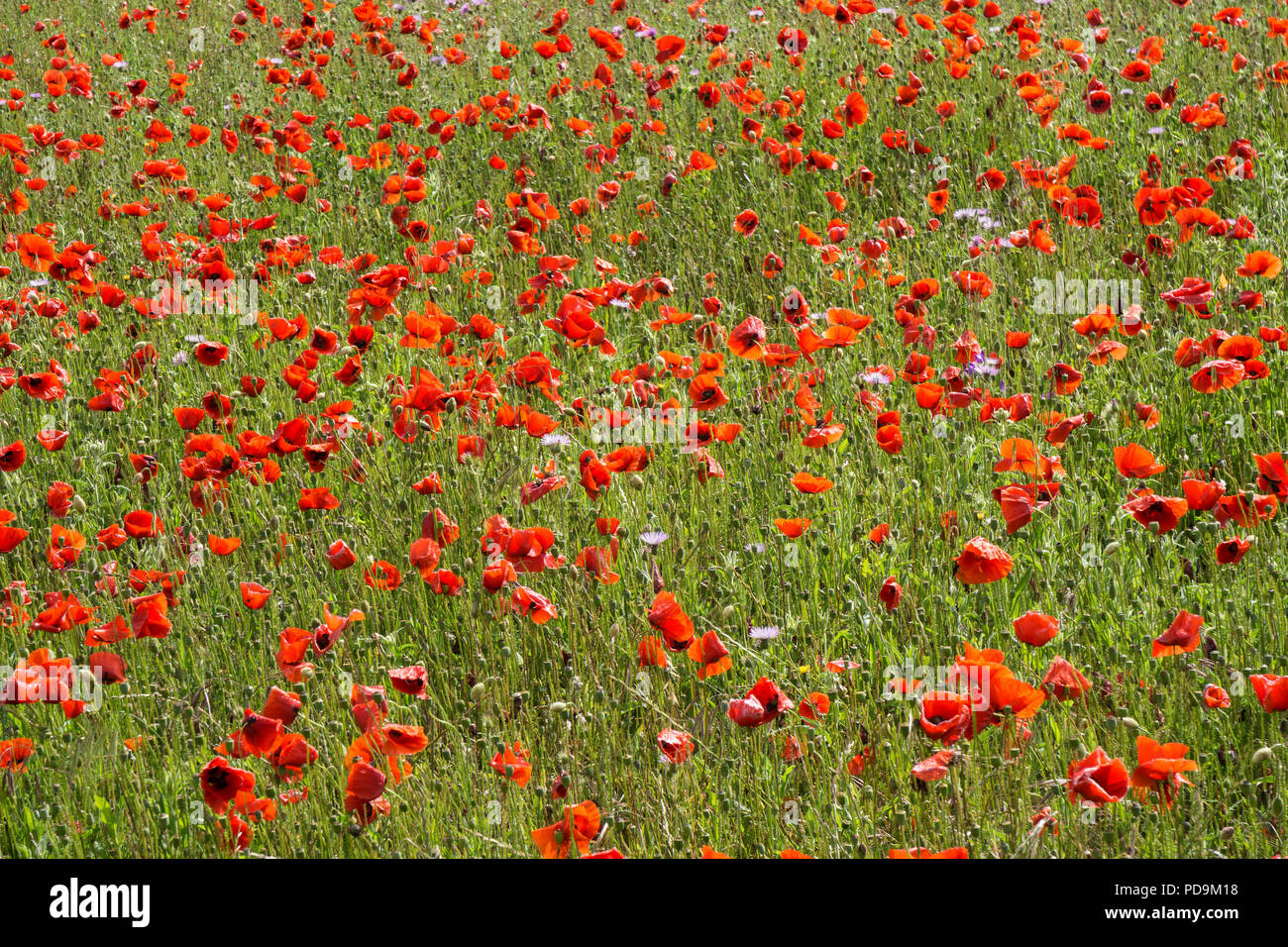Blooming flower meadow avec coquelicot (Papaver rhoeas), à Corralejo, Fuerteventura, Îles Canaries, Espagne Banque D'Images