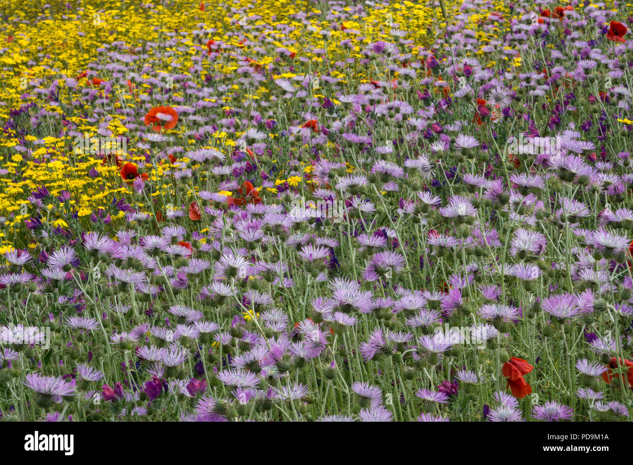 Blooming flower meadow avec lait pourpre Chardon (Galactites tomentosus) et Arnica (Arnica montana), à El Tablero Banque D'Images