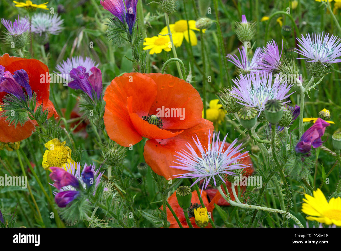 Blooming flower meadow avec lait pourpre Chardon (Galactites tomentosus), Coquelicot (Papaver rhoeas) et Arnica (Arnica Banque D'Images