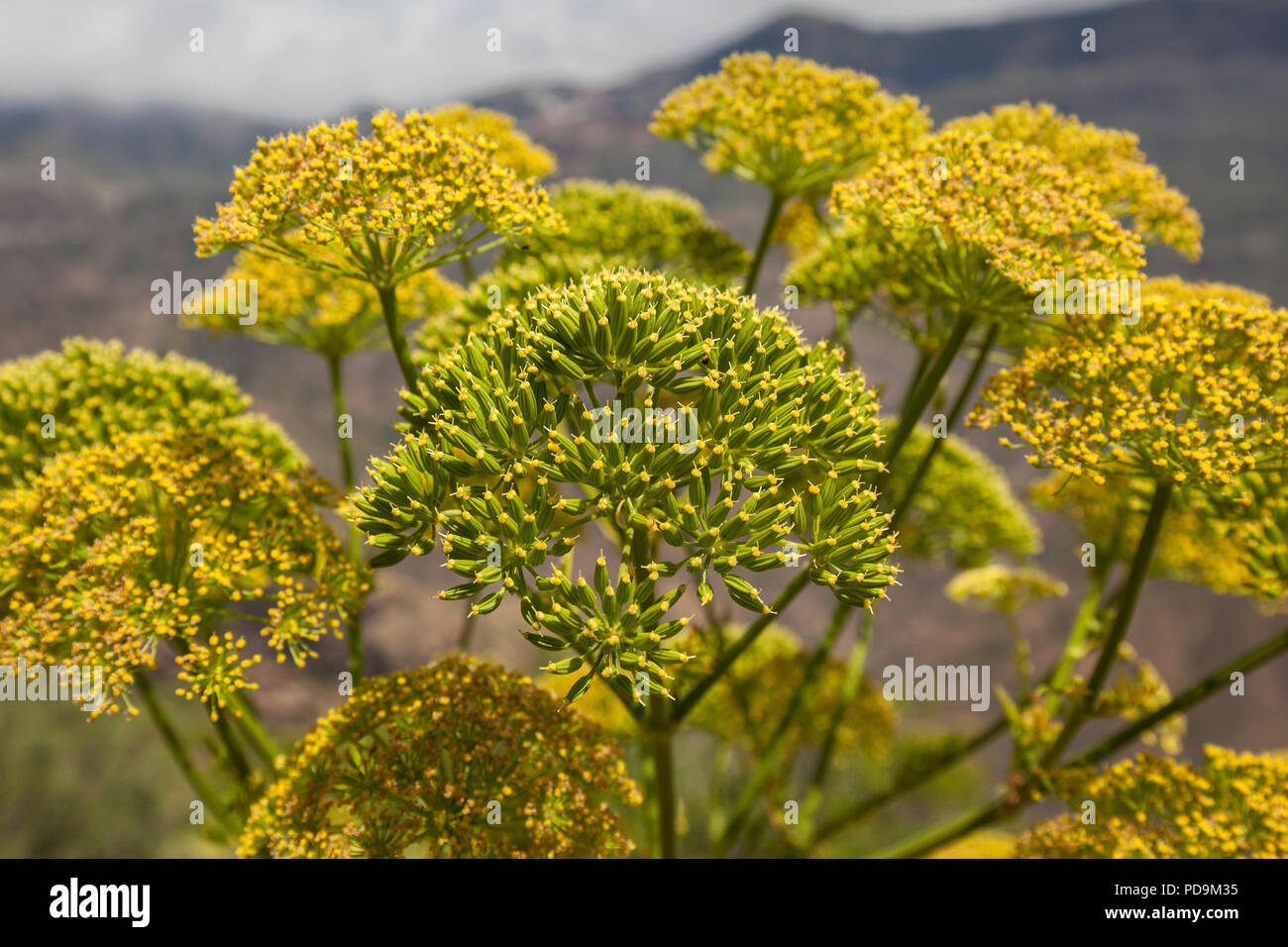 Floraison jaune fenouil géant (Ferula communis), Gran Canaria, Îles Canaries, Espagne Banque D'Images