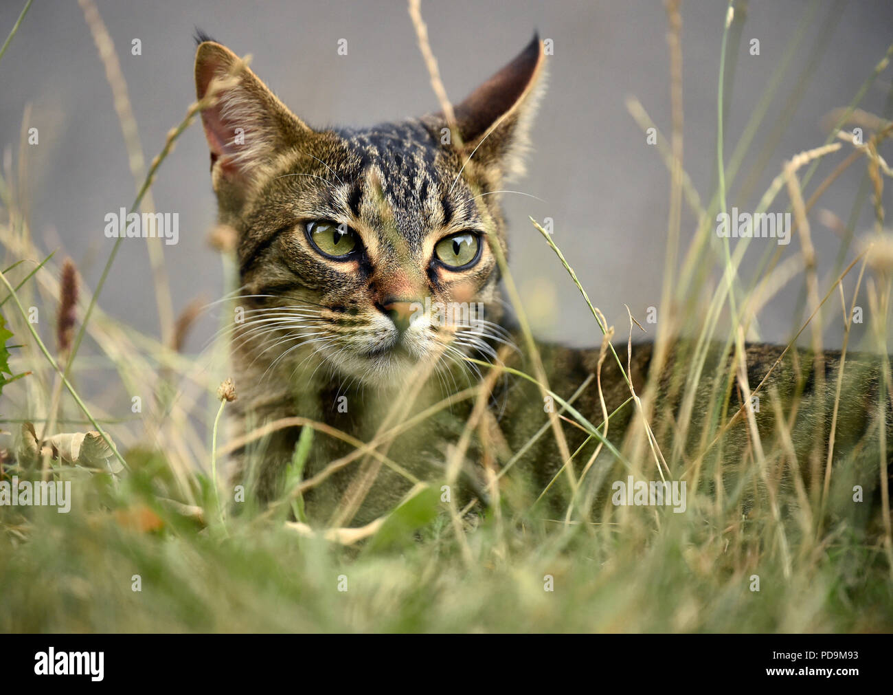 Chat domestique, chaton, 9 mois, animal portrait dans l'herbe haute, Allemagne Banque D'Images