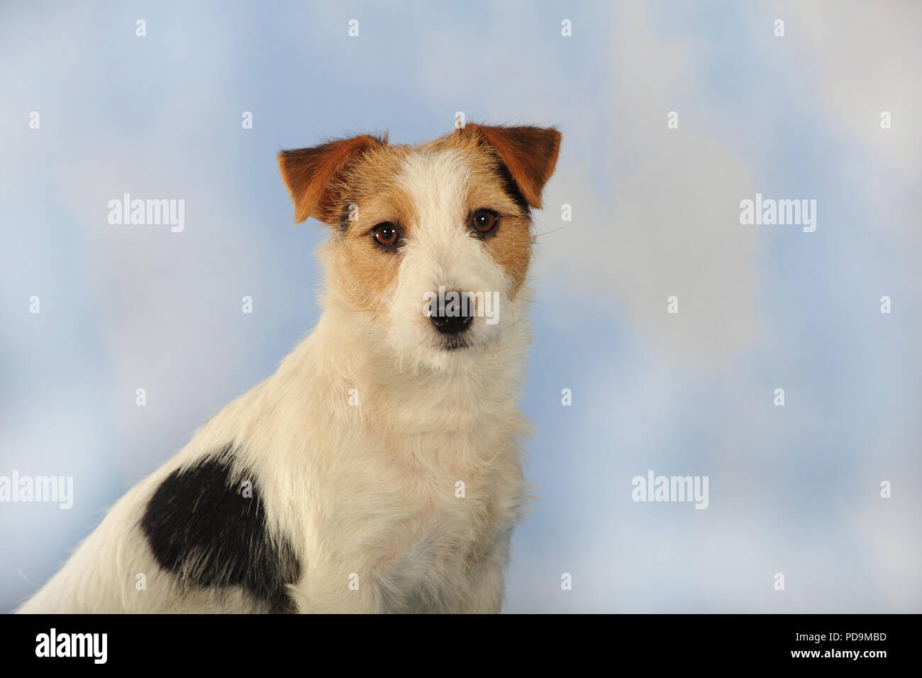 Parson Russell Terrier, homme, tricolore, assis, animal portrait, studio shot, Autriche Banque D'Images