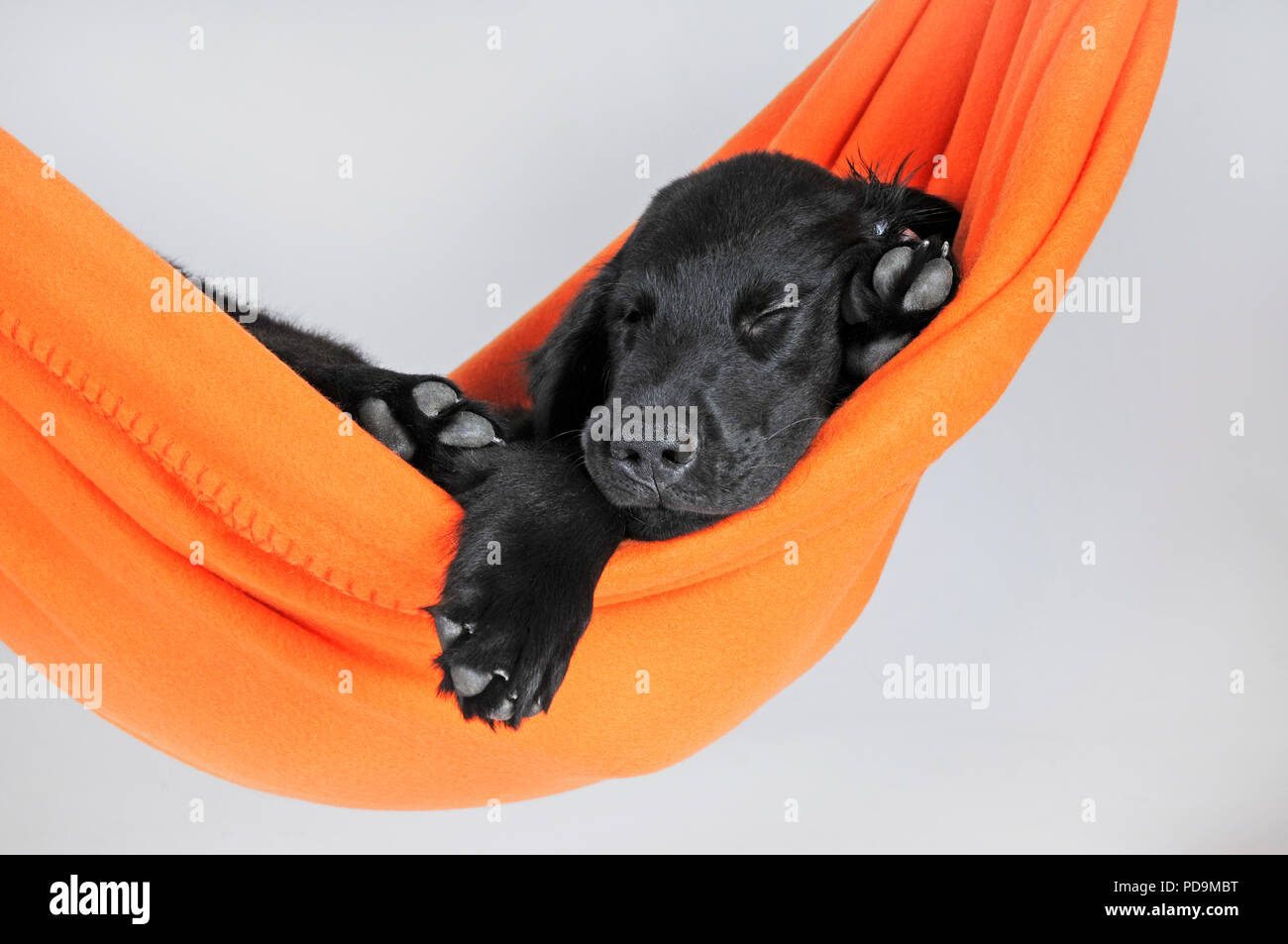 Flat Coated Retriever, chiot 9 semaines, noir, couché dans un hamac d'orange, studio shot, Autriche Banque D'Images