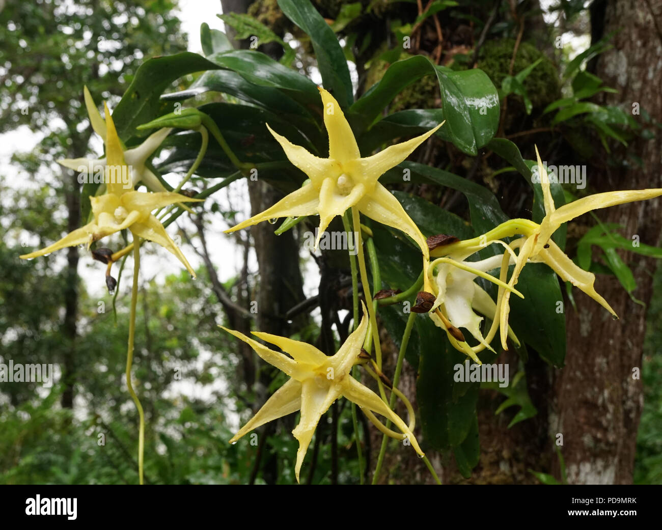 Darwin's orchid (Angraecum sesquipedale) pousse sur tronc d'arbre, forêt tropicale, est de Madagascar, Madagascar Banque D'Images