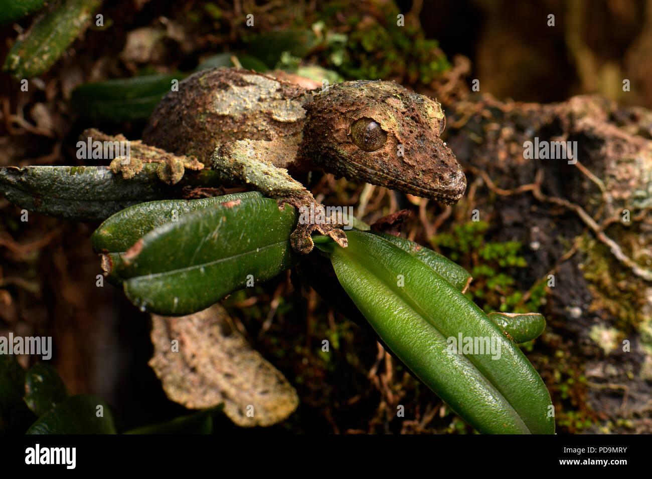 Gecko à queue de feuille moussus (Uroplatus sikorae) camouflé sur feuille, forêt tropicale, est de Madagascar, Madagascar Banque D'Images