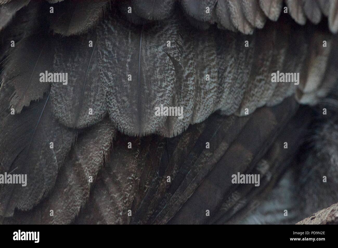 Gros plan des plumes de hibou marron Banque D'Images