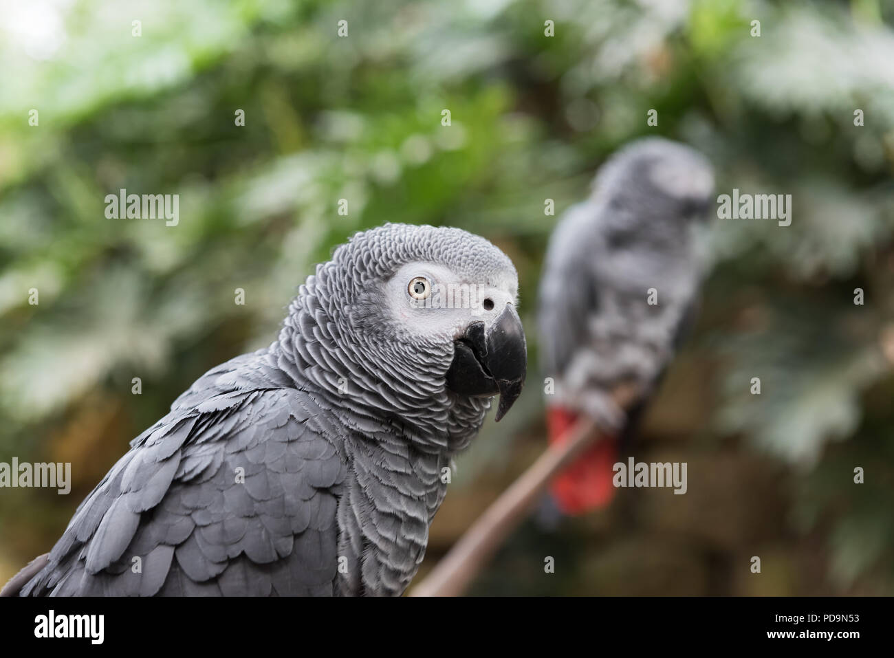 Deux perroquets gris, lvove paire, sur branche, on close up head shot Banque D'Images