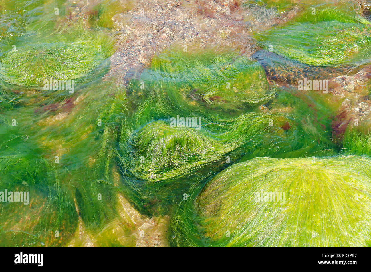 Les algues vertes de la mer, des rochers dans la mer envahie par les algues Banque D'Images