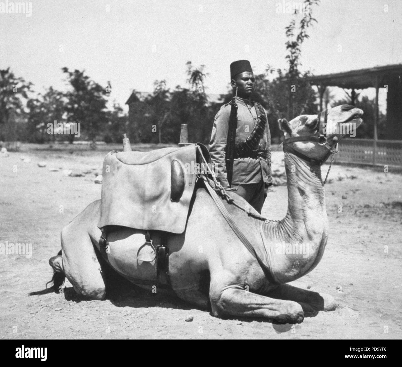 Le Soudan anglo-égyptien camel soldat de l'armée britannique. Banque D'Images