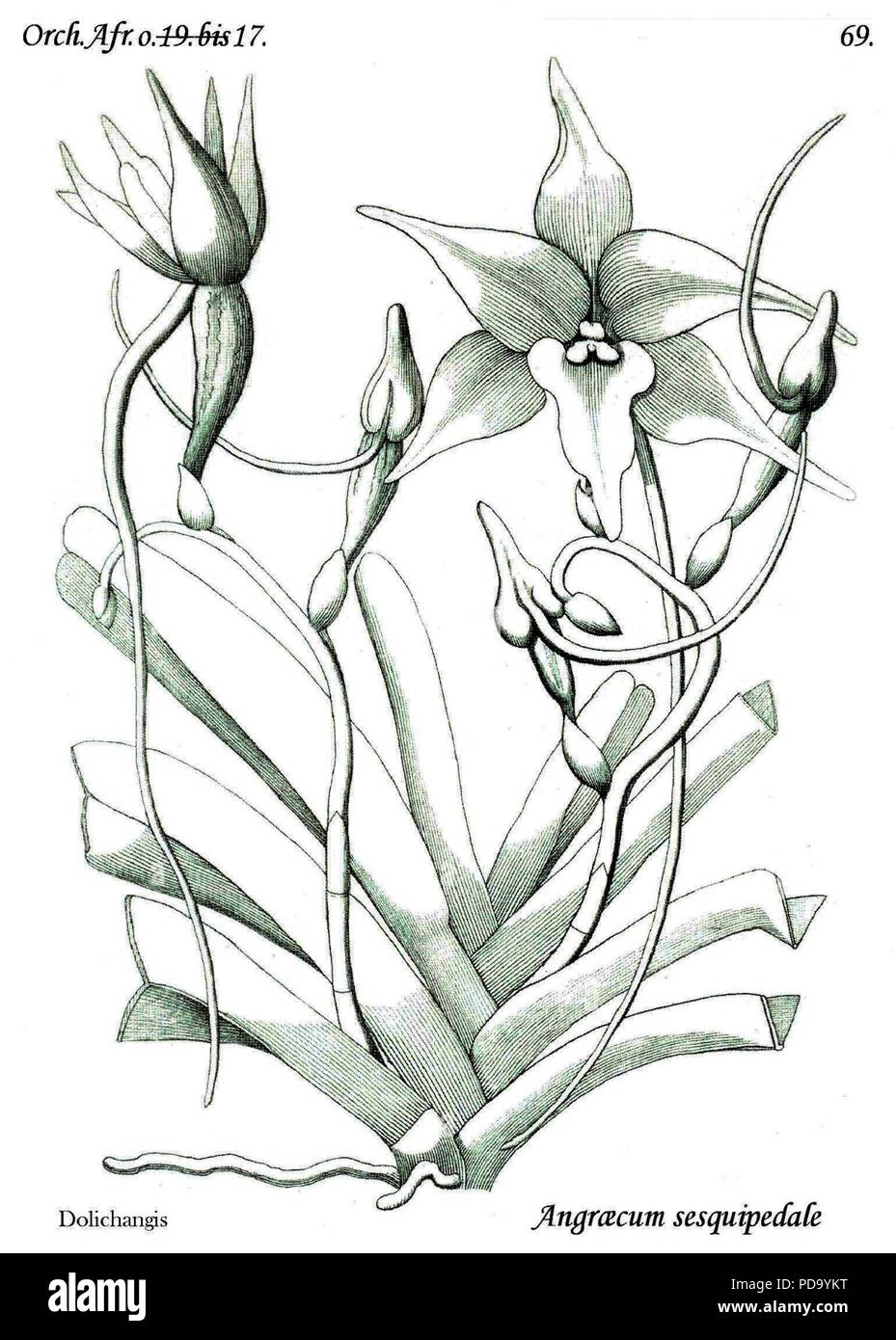 Angraecum sesquipedale typus 2. Banque D'Images