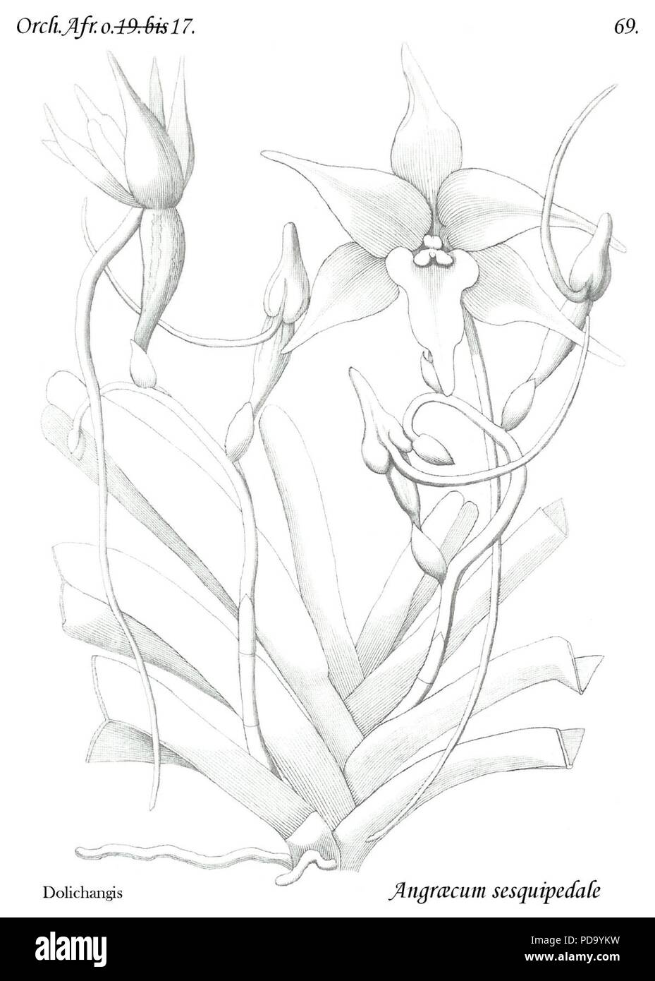 Angraecum sesquipedale typus. Banque D'Images