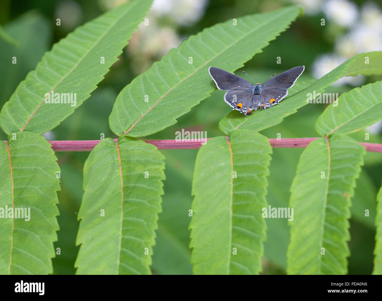 Un porte-queue gris (Strymon El Capistan Dtape melinus) Perchoirs papillon avec ses ailes ouvertes sur quelques feuilles de sumac Banque D'Images