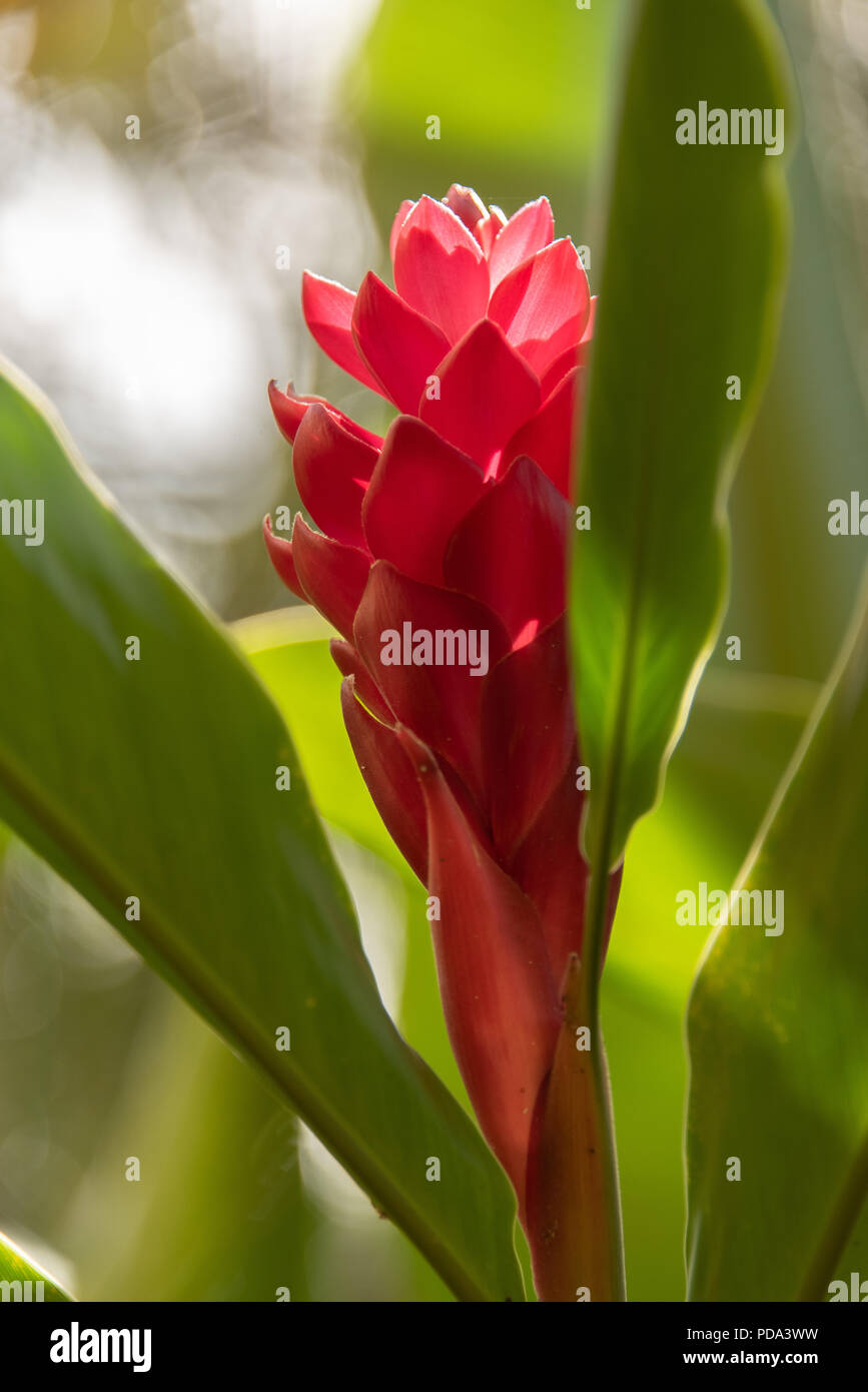 Red Ginger Flower In Garden Banque D'Images