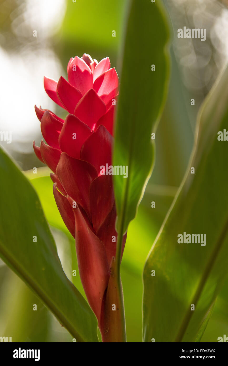 Red Ginger Flower In Garden Banque D'Images