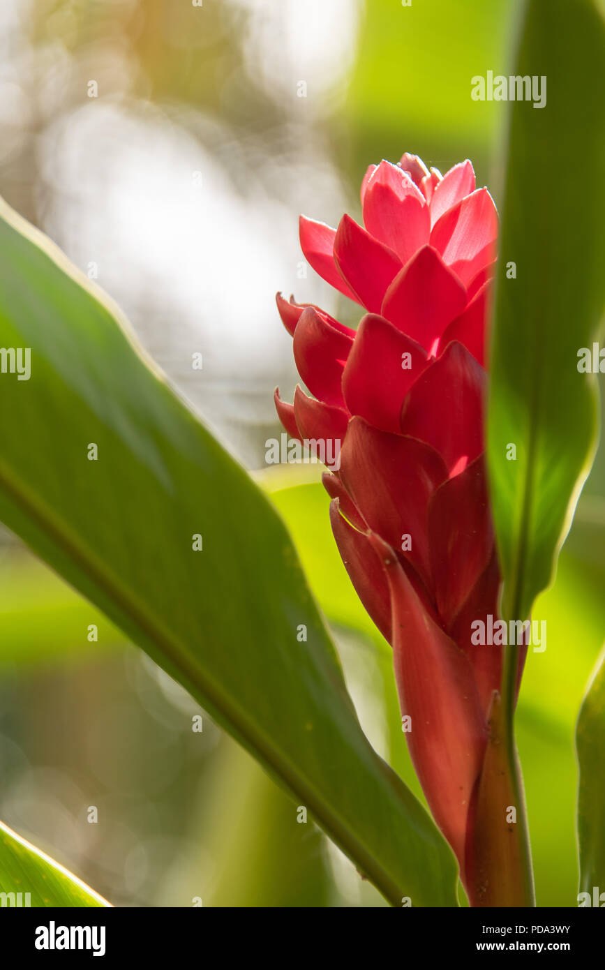 Red Ginger Flower In Garden Banque D'Images