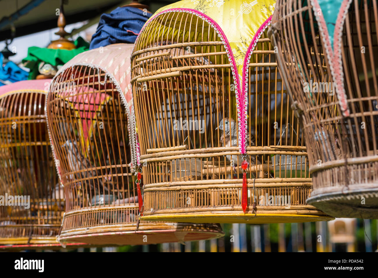 Oiseaux en cage pour un concours de chant à Kebun Baru à Singapour Photo  Stock - Alamy