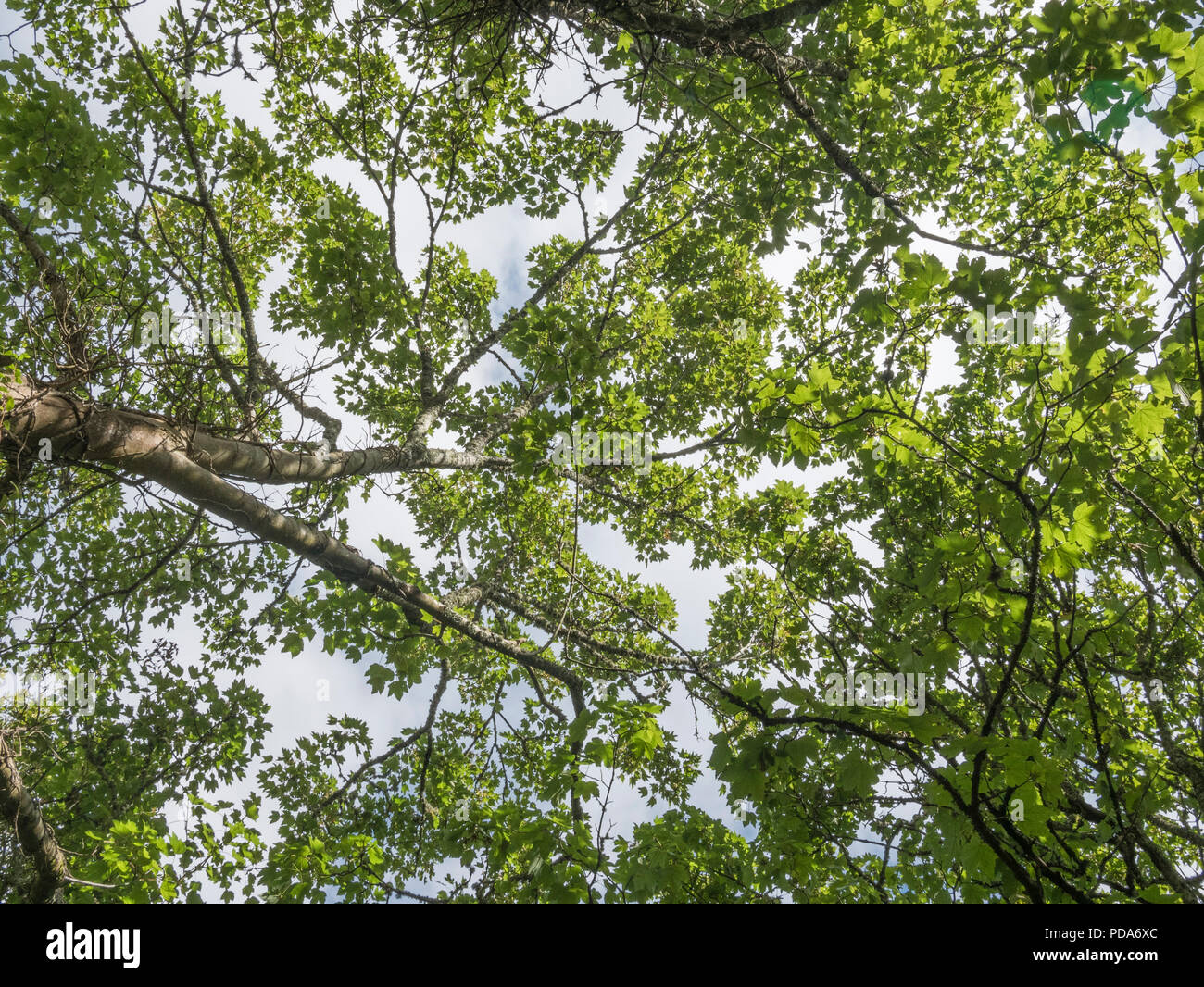 Couvert de feuilles de Sycamore / Acer pseudoplatanus pendant la journée ensoleillée d'été. Soleil à travers les feuilles. Croissance de la canopée des arbres, concept de capture du carbone. Banque D'Images