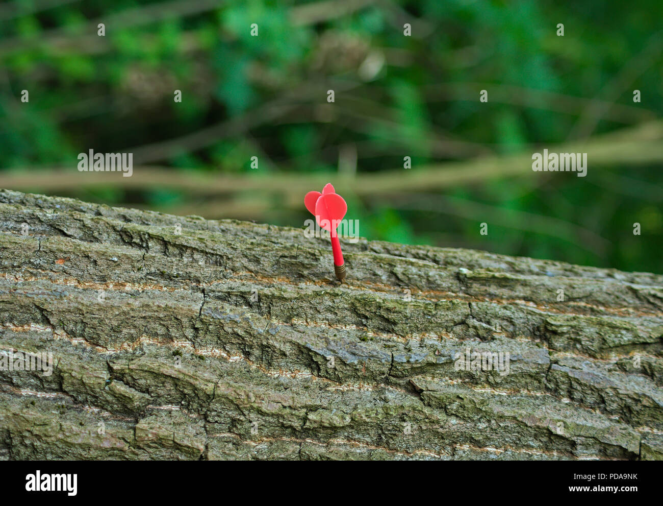 Dart Orange stick en tronc d'arbre, gros plan Banque D'Images