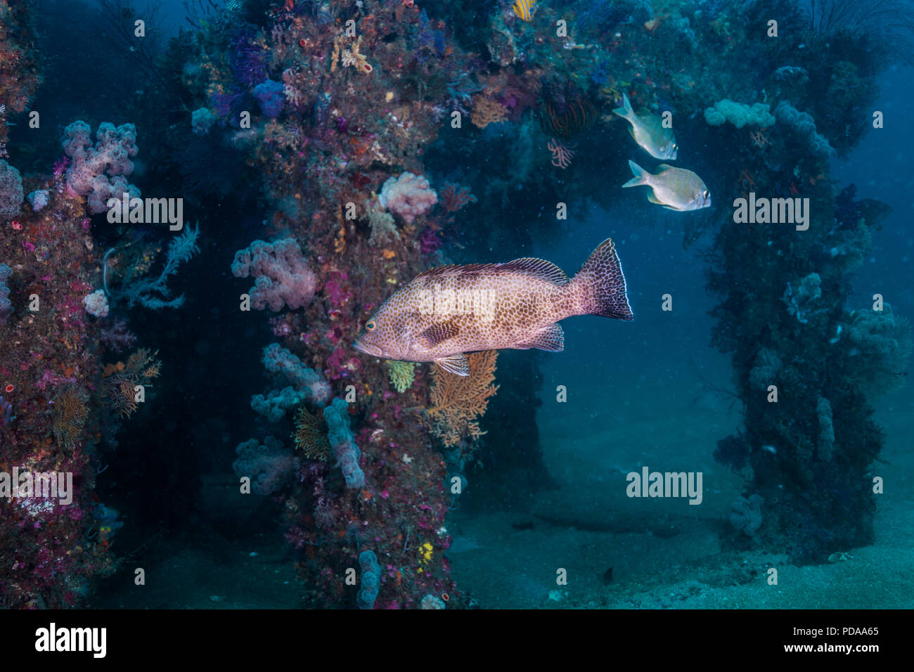 Areolate grouper, Epinephelus areolatus (Forsskål, 1775) nager autour de poissons coralliens artificiels. Owase, Mie, Japon. -20m Banque D'Images