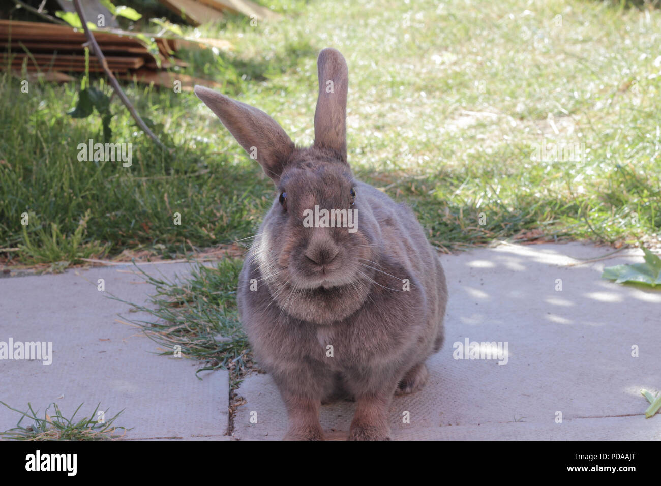 Lapin domestique Banque D'Images