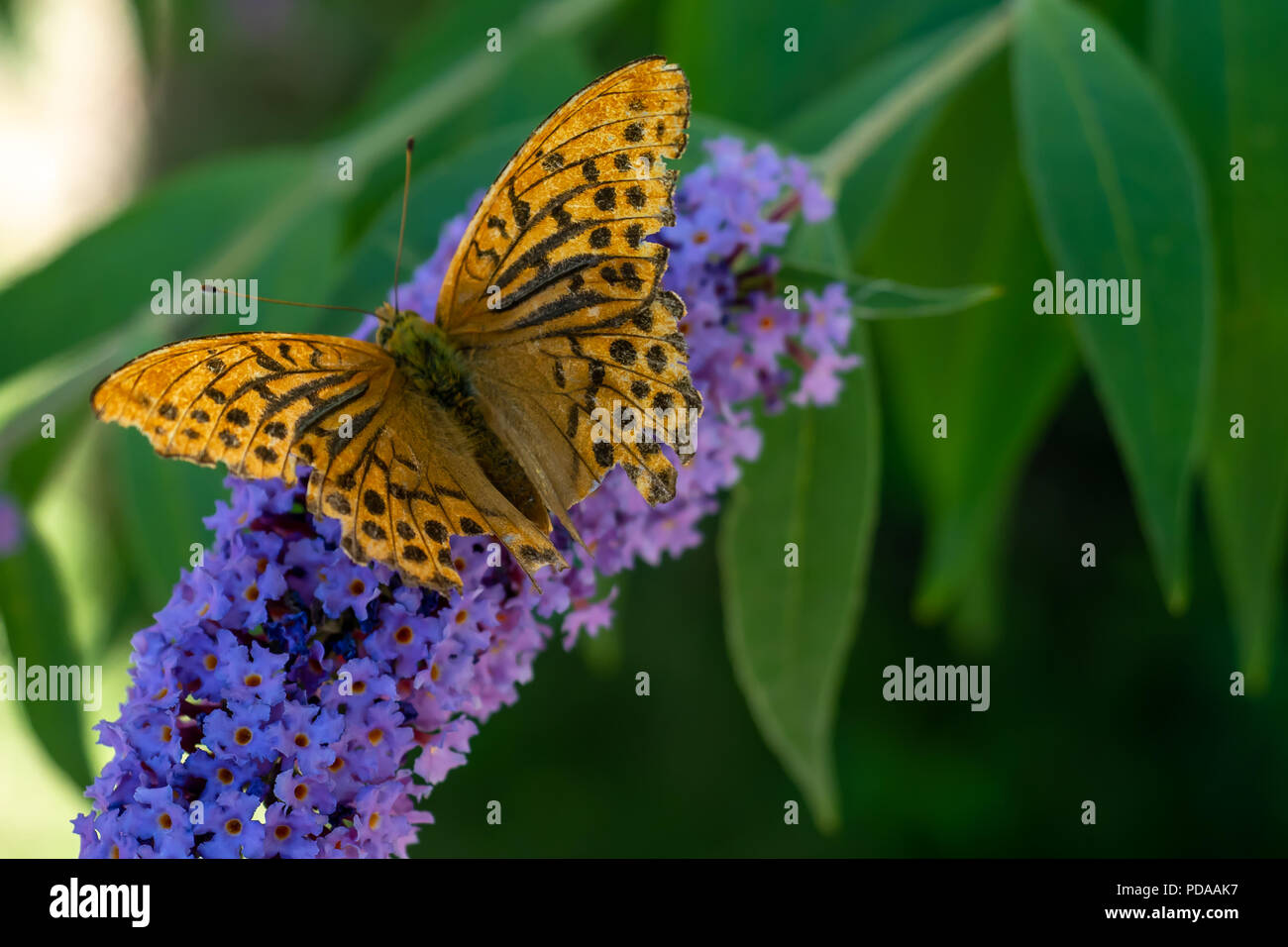 Silver-lavé ou Fritillary Argynnis paphia assis sur des buissons de papillon Banque D'Images