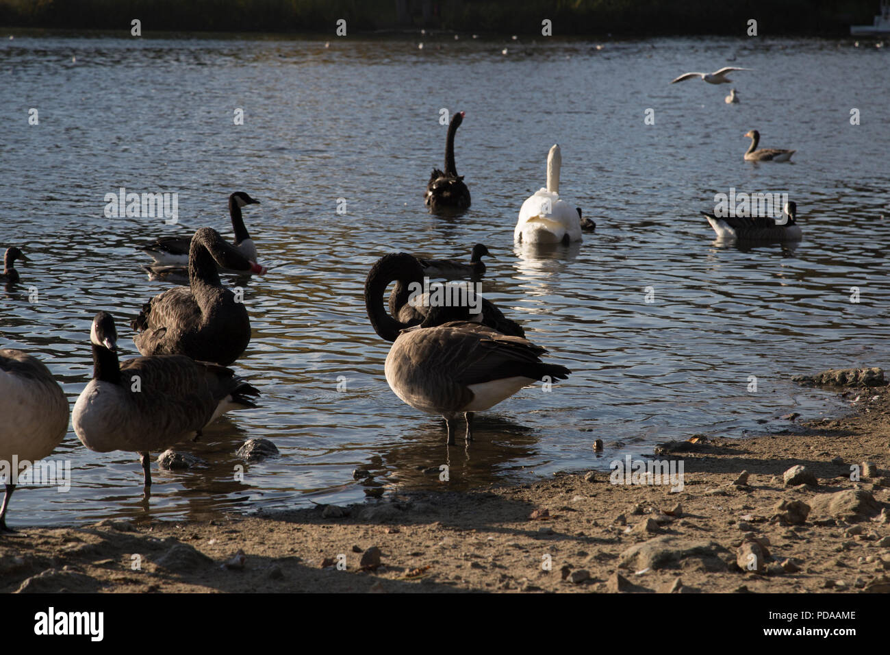 Groupe ou d'un troupeau ou d'oies dans l'eau et l'article sur le bord du lac, le blanc et le cygne noir à l'arrière-plan Banque D'Images