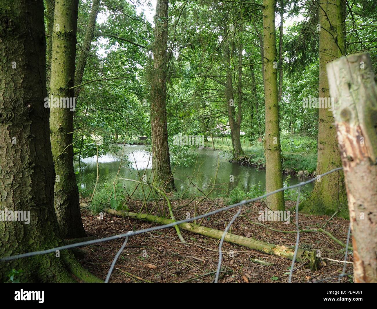 Les troncs des arbres dans un écrin de forste avec un lac sauvage dans l'arrière-plan Banque D'Images