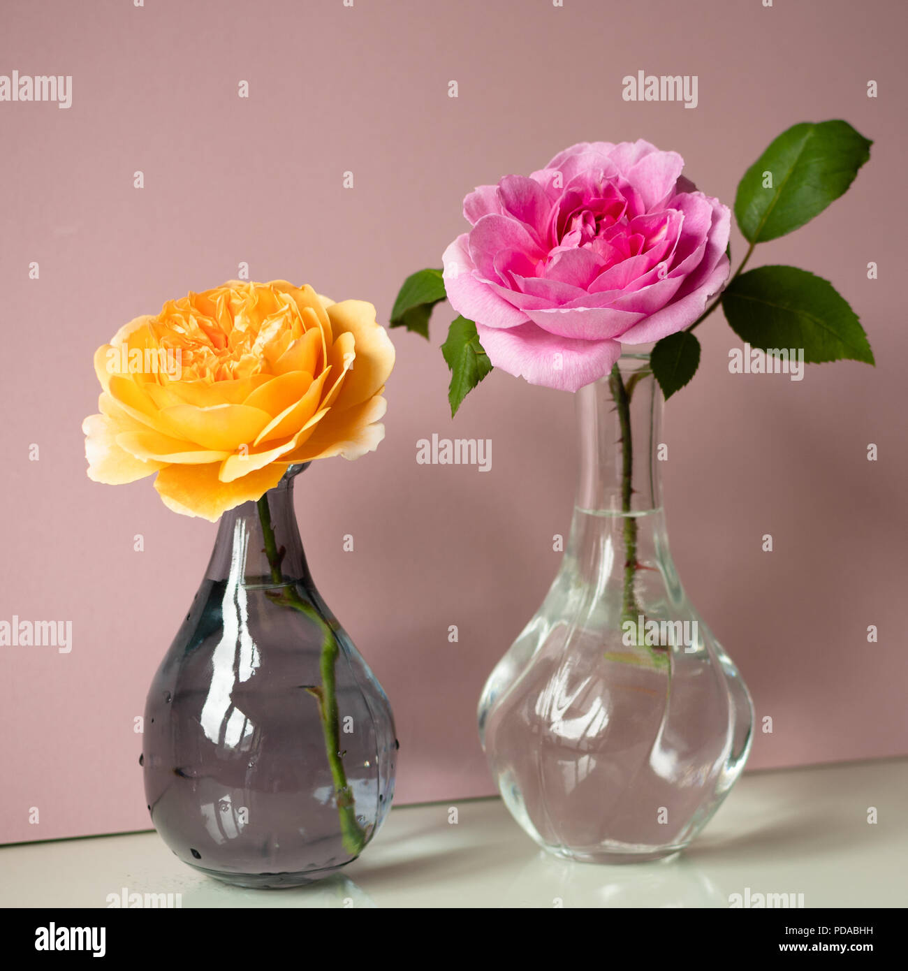 Deux roses de coupe - couleur abricot et rose chaud - en vases de verre, sur fond vieux rose. Banque D'Images