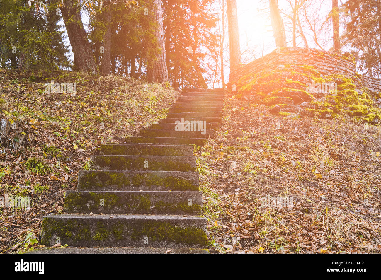 Vue sur le vieil escalier vide dans le parc qui mène dans les profondeurs de la forêt d'automne Banque D'Images