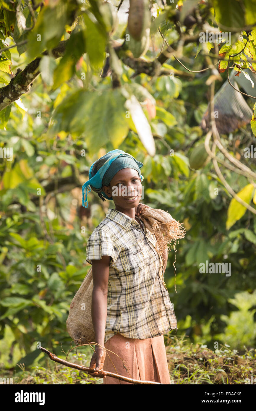 Le travailleur porte un sac de fèves de cacao fraîchement récoltés sur une plantation de cacao dans le district de Mukono, Ouganda, Afrique de l'Est. Banque D'Images