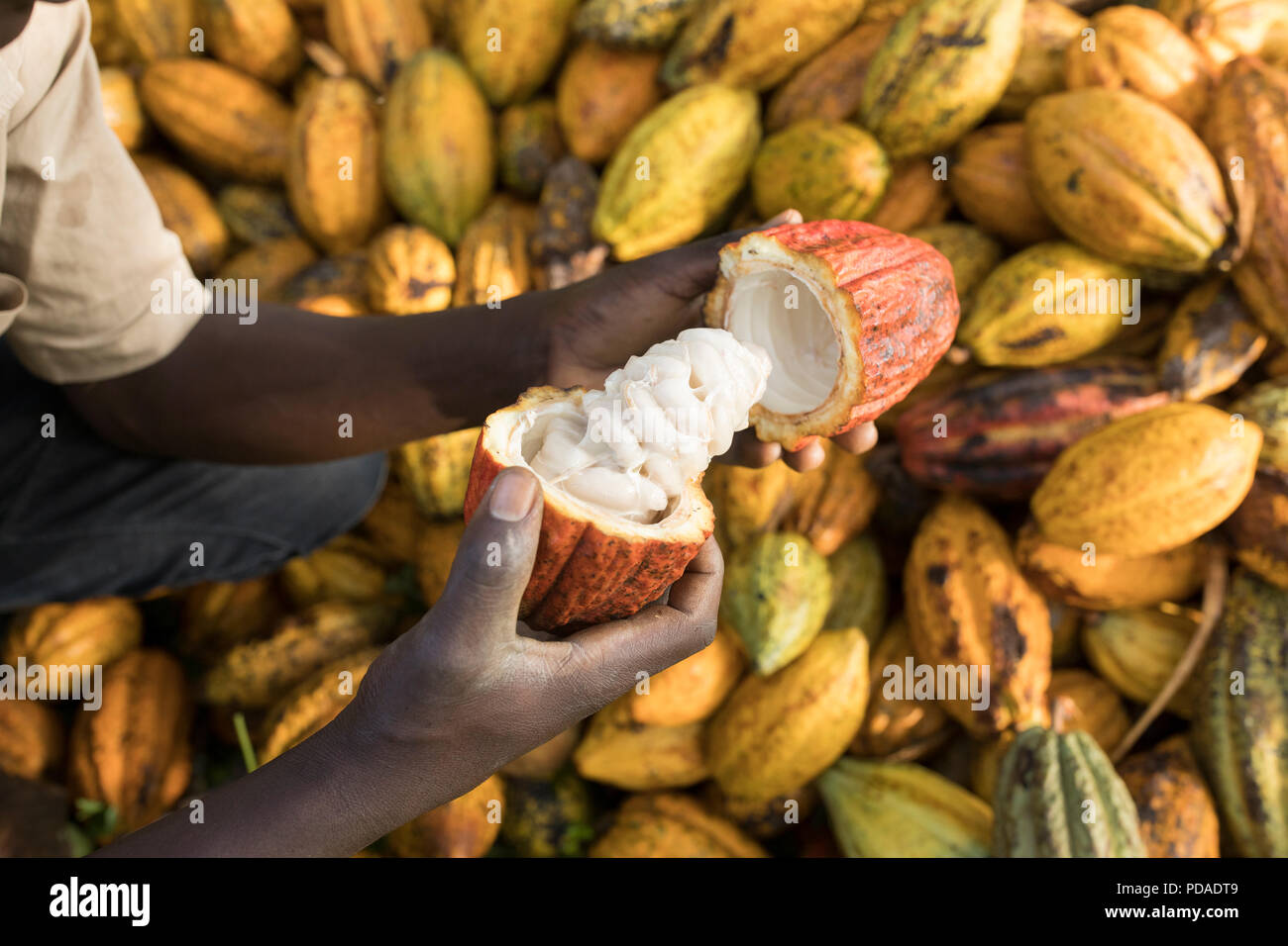 Les cabosses sont ouvertes pour révéler doux, fruits charnus enveloppant les grains de cacao dans le district de Mukono, Ouganda, Afrique de l'Est. Banque D'Images