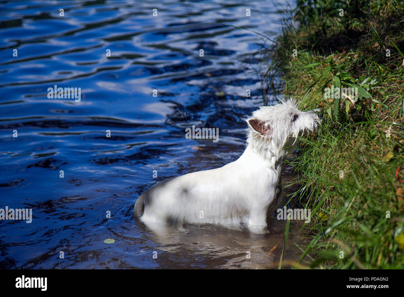 West Highland White Terrier le bain dans le lac. Banque D'Images