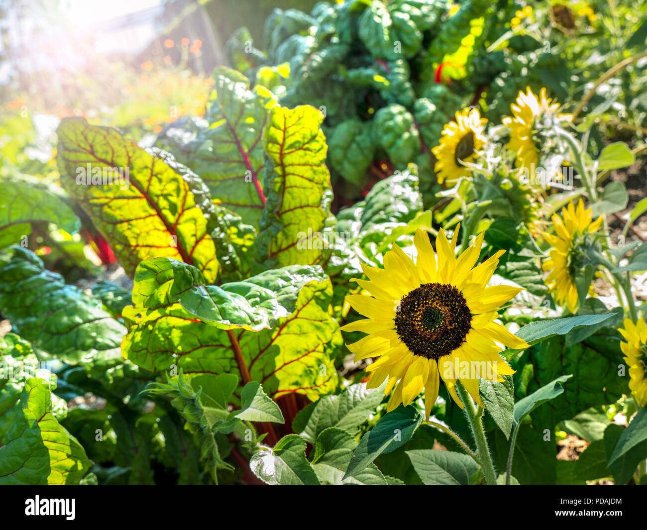 Bette rhubarbe prospère biologique potager ensoleillé avec leaf beet / Beta vulgaris subsp. cicla var. flavescens 'feuille de rhubarbe avec des tournesols de betterave Banque D'Images