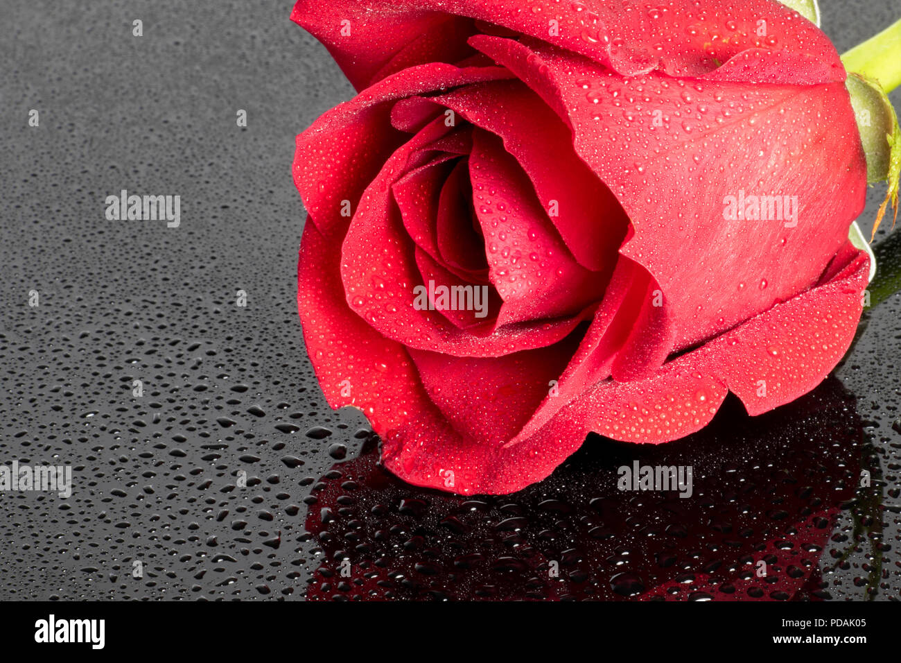 Rose rouge sur un fond noir avec des gouttelettes d'eau. Banque D'Images