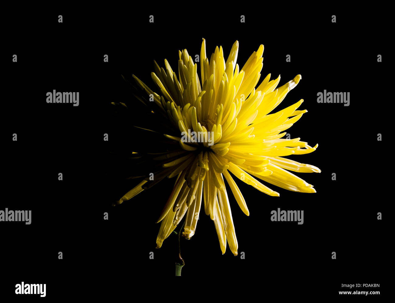 Fermez Jusquà Fleur Jaune Sur Fond Noir