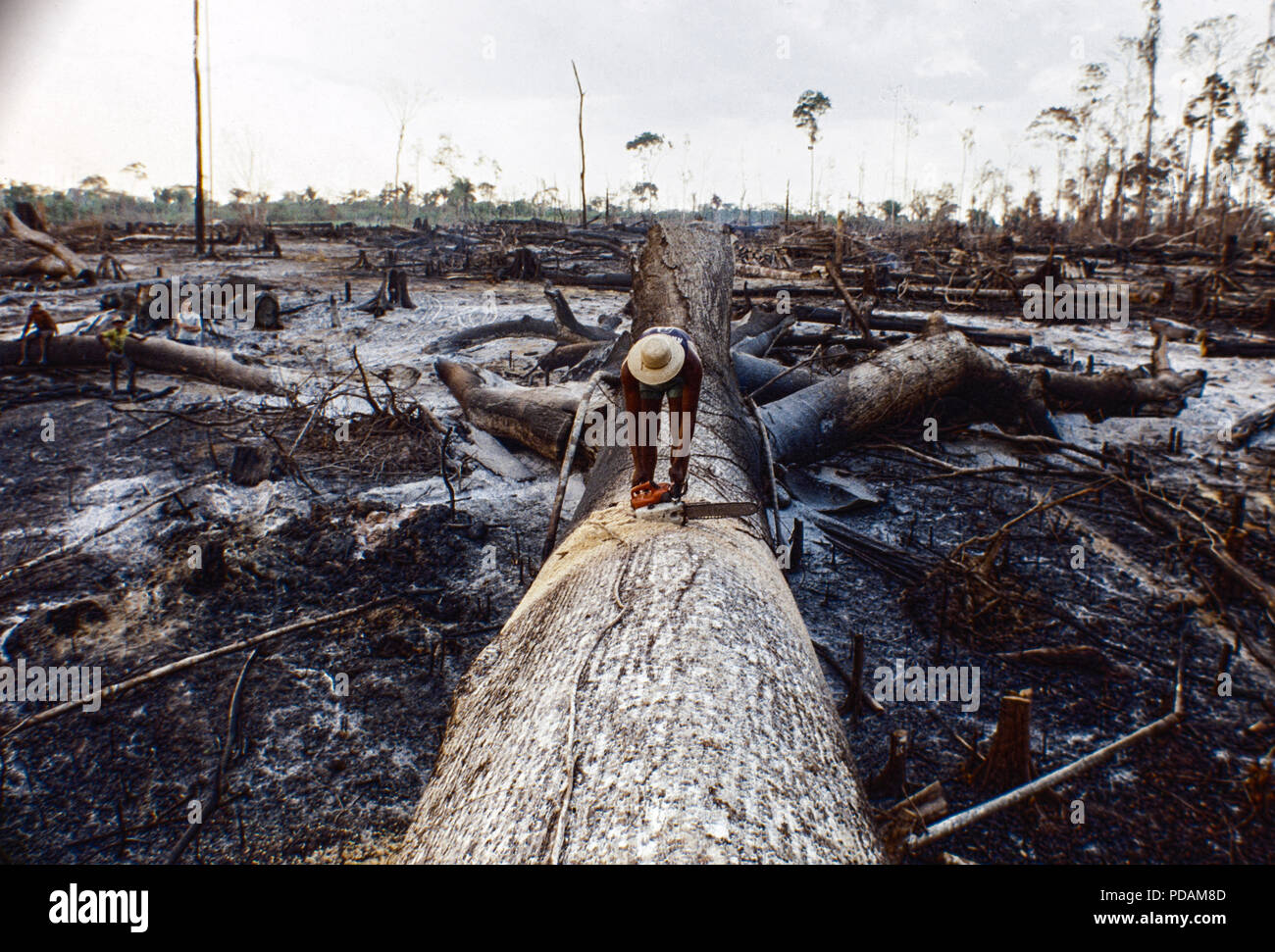 L'exploitation forestière, le dégagement de la forêt amazonienne, les travailleurs couper un grand arbre à l'aide de tronçonneuse, l'état d'Acre, au Brésil. Banque D'Images