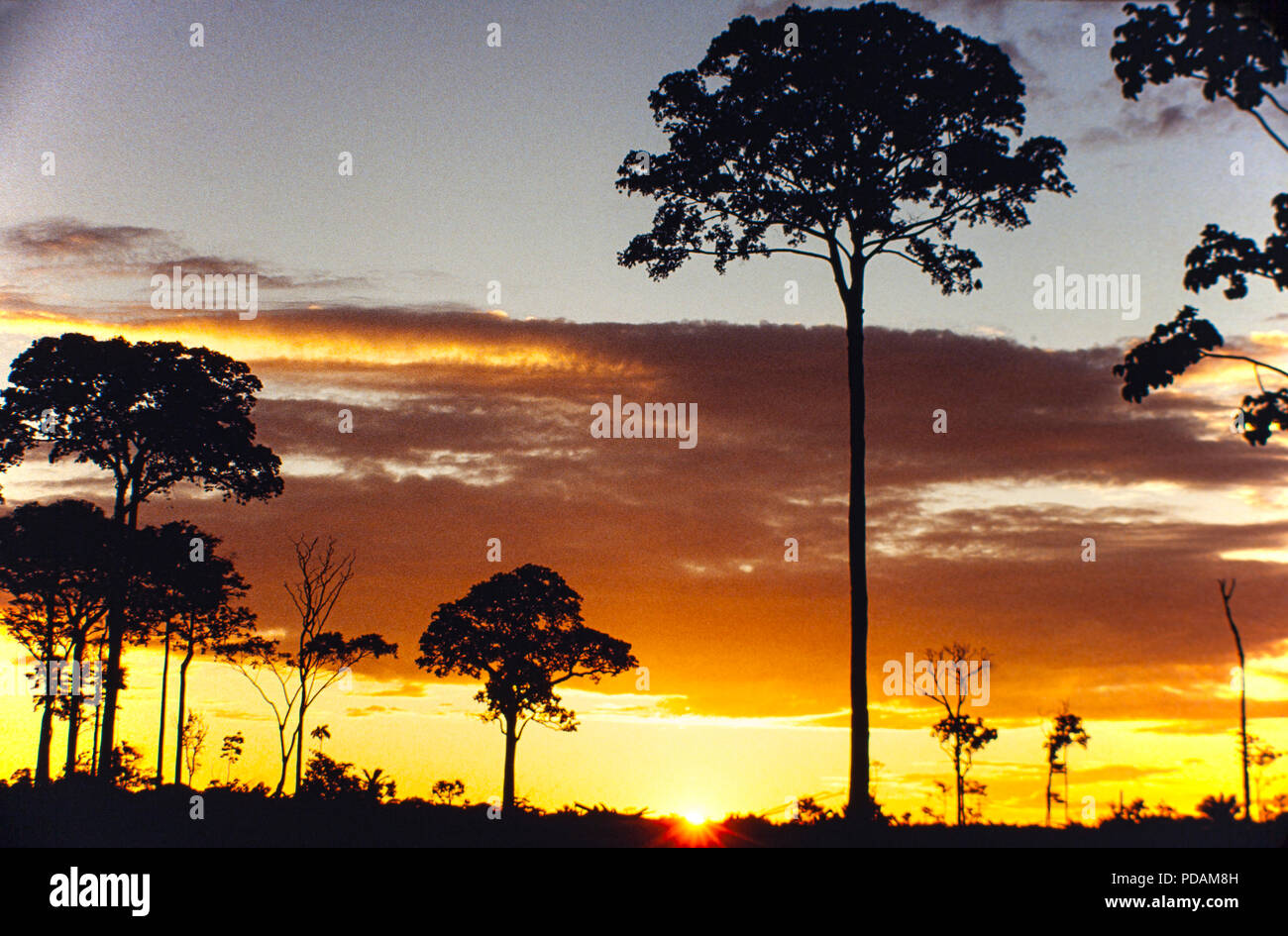 L'arbre isolé Brésil condamné à mort après le dégagement de la forêt amazonienne, près de la ville de Rio Branco, Acre, Brésil de l'État - la déforestation en Amazonie Banque D'Images