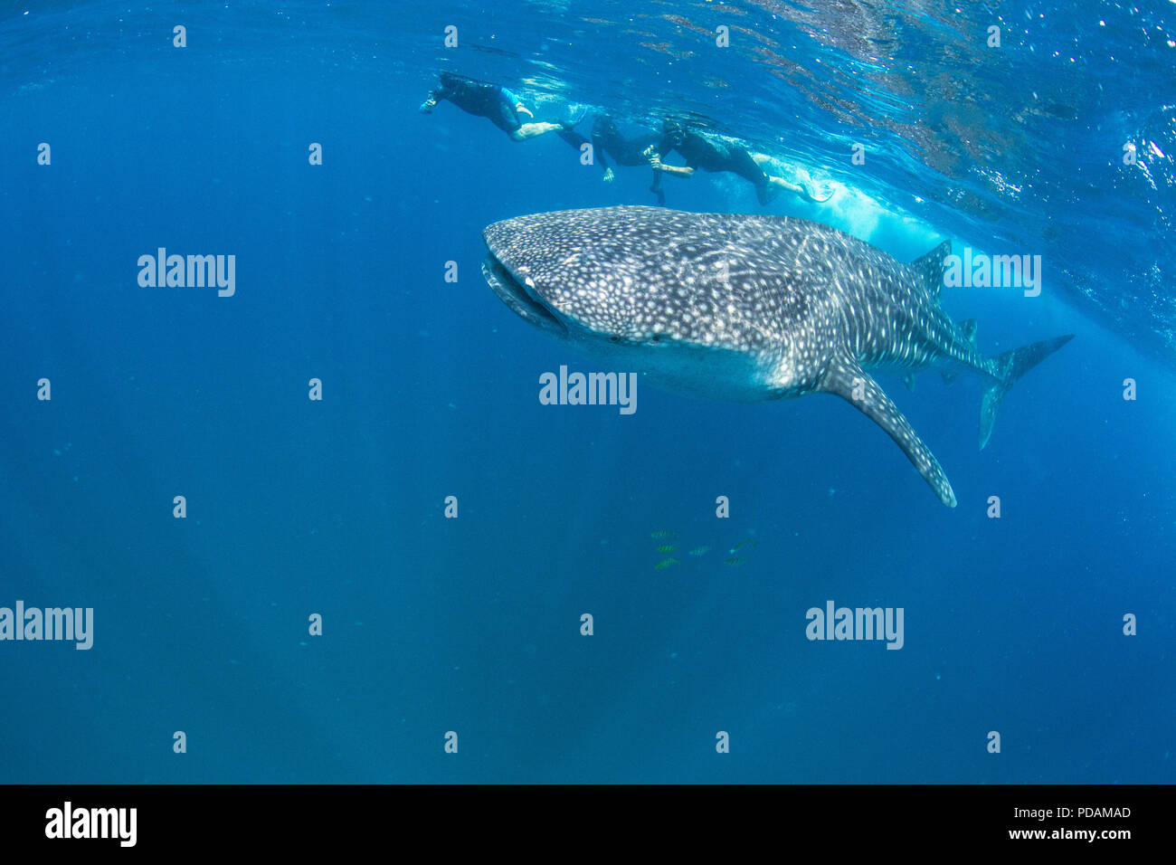 Les jeunes Rhincodon typus, sous l'eau avec les plongeurs à El Mogote, Baja California Sur, au Mexique. Banque D'Images